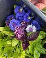 Load image into Gallery viewer, Cooking Experience
