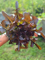 Load image into Gallery viewer, Fazenda Granja Experience
