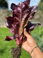 Load image into Gallery viewer, Fazenda Granja Experience
