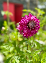 Load image into Gallery viewer, Cooking Experience
