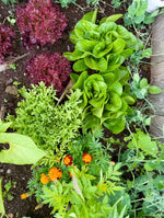 Load image into Gallery viewer, Cooking Experience
