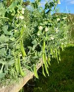 Load image into Gallery viewer, Cooking Experience
